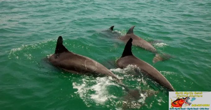 Private eco tour with dolphins in Myrtle Beach