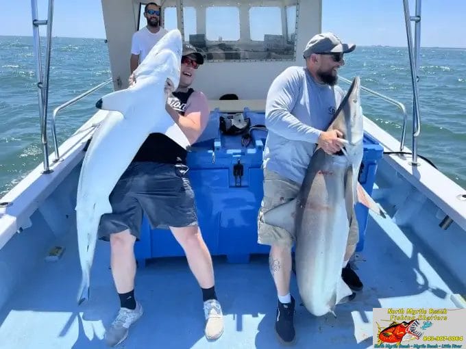 Two men hold two blacktip sharks on the boat from a Shark fishing charter in Myrtle Beach
